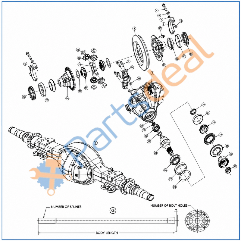 Gear - Differential Pinion Mate – Dana Spicer SAGH1090T9E